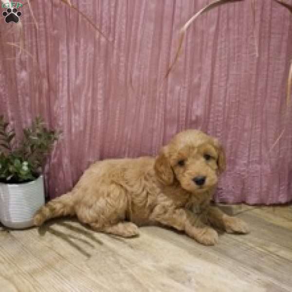 Zena, Mini Goldendoodle Puppy